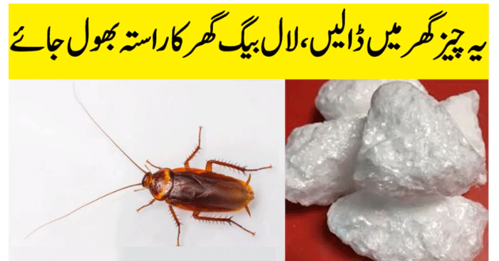 Get Rid Of Cockroaches in Just 1 Week
