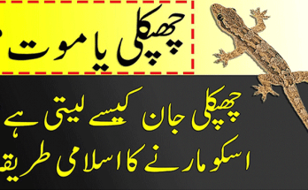 Get Rid of Common House Geckos and Lizards