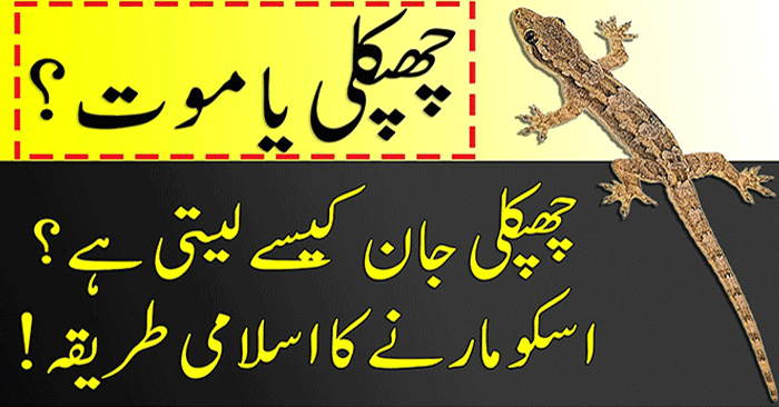 Get Rid of Common House Geckos and Lizards