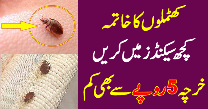 How to Get Rid of Bed Bugs