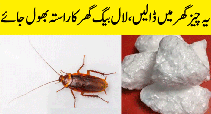 How to Get Rid of Roaches and Cockroaches in Just 1 Week