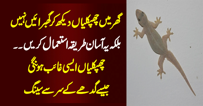 Get Rid of House Lizards (Chipkali) Best Home Remedies