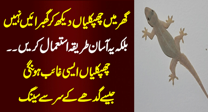 How to Get Rid Of Lizard: Ghar Se Chipkali Bhagane Ka Tarika