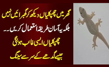 How to Get Rid Of Lizard: Ghar Se Chipkali Bhagane Ka Tarika