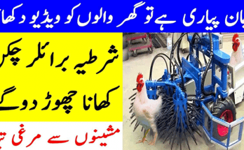 Side Effects Of Eating Broiler Chicken
