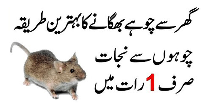 How to Get Rid of Mouse from Your Home Naturally in Just One Night