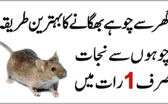 How to Get Rid of Mouse from Your Home Naturally in Just One Night