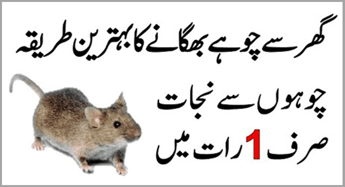 How to Get Rid of Mouse from Your Home Naturally in Just One Night