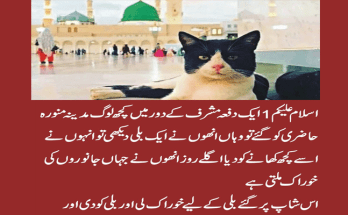 The luckiest black cat in Madinah