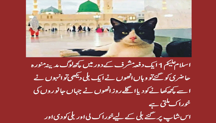 The luckiest black cat in Madinah